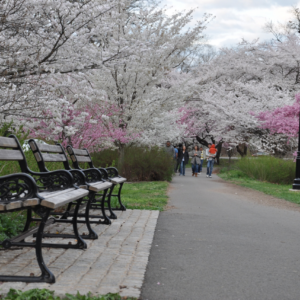 뉴저지 Branch Brook Park 벚꽃 구경